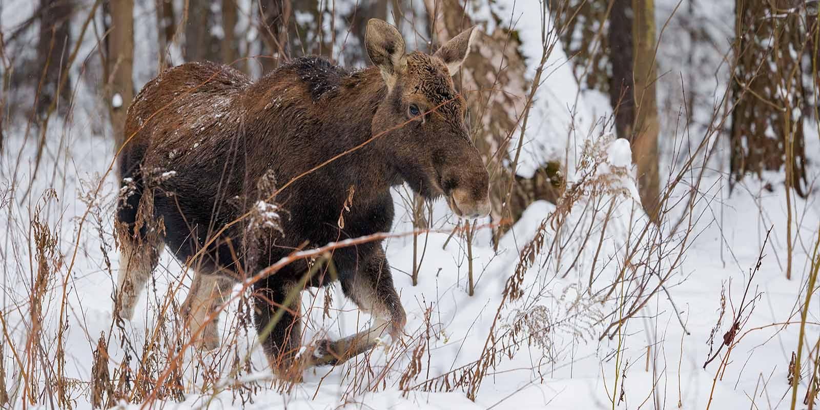 Юные москвичи выбрали имена для пяти лосей, живущих в городской части нацпарка «Лосиный Остров»