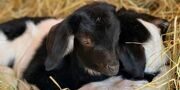 Двое малышей родились у козы на «Городской ферме» на ВДНХ