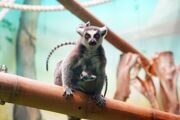 Кошачьи лемуры и кудрявые пеликаны появились на свет в Московском зоопарке