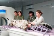 Первый в России аппарат компьютерной томографии для животных установили в Московском зоопарке