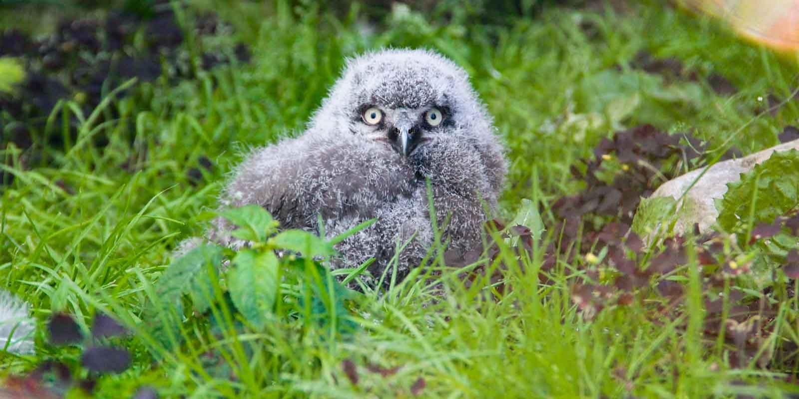 Два птенца полярной совы появились на свет в центре воспроизводства редких видов животных