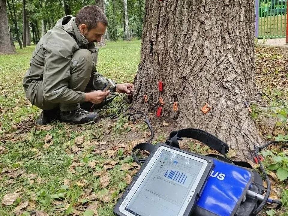 В Бабушкинском парке здоровье деревьев проверили при помощи резистографа и томографа