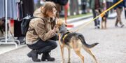 Около 10 тыс. человек ежегодно посещают фестиваль Woof в Москве