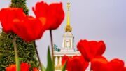 Первые нарциссы зацвели в парке искусств «Музеон»