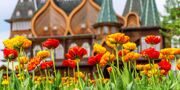 Горожан приглашают на праздник «Фестиваль цветения» 16 мая