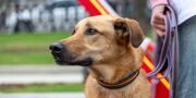 Сервис «Моспитомец» примет участие в Форуме гуманного отношения к животным