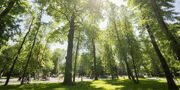 Черемуха зацвела в «Аптекарском огороде»