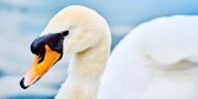 Грациозные птицы возвращаются после зимовки на водоемы парков Москвы