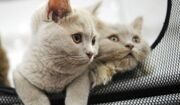 Муся, Кузя и Вася оказались наиболее востребованными кличками кошек в начале 2026 года