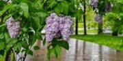 Похолодание и небольшие дожди прогнозируют в ближайшие дни в Москве