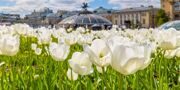 Жара до плюс 29 градусов ожидается в Москве к середине следующей недели