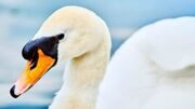 Грациозные птицы возвращаются после зимовки на водоемы парков Москвы