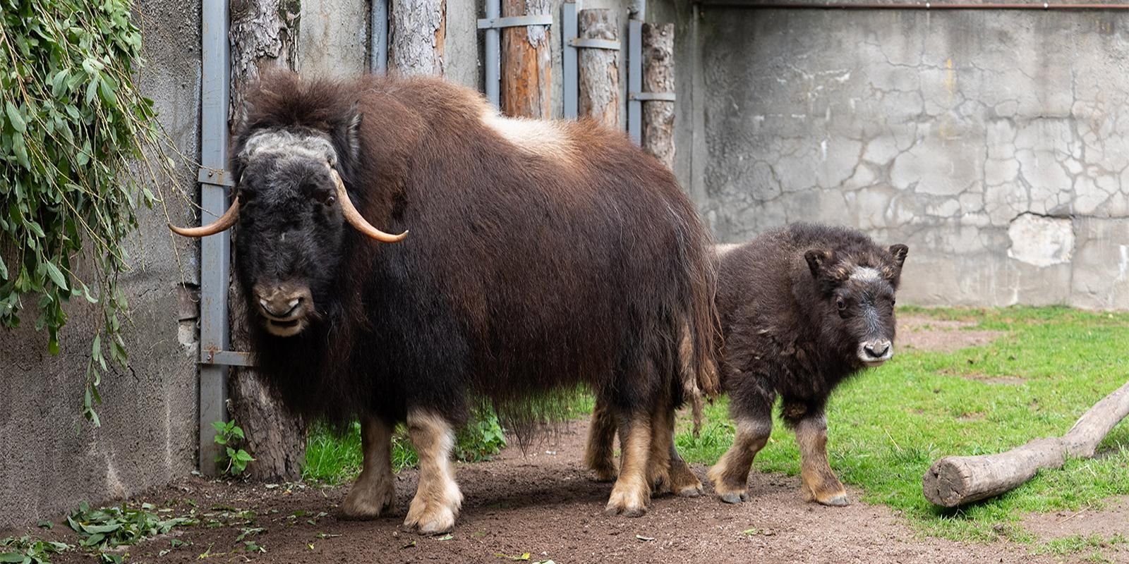 Детеныш родился у овцебыков Шарлотты и Фунтика
